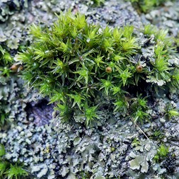 Orthotrichum stellatum (bald bristle moss)
